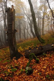 Foggy Forest In Giant Mountains Stock Images Foggy Forest In Giant Mountains Stock Images