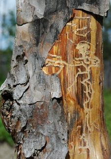Pine Plank Royalty Free Stock Image Pine Plank Royalty Free Stock Image