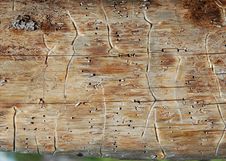 Pine Plank Royalty Free Stock Photo Pine Plank Royalty Free Stock Photo