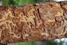 Pine Plank Stock Photography Pine Plank Stock Photography