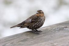 Red-winged Blackbird, Female, Cuyahoga Valley National Park, Ohio USA Royalty Free Stock Photos
