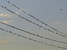 Birds On Wires Royalty Free Stock Photo Birds On Wires Royalty Free Stock Photo