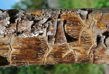 Pine Plank Royalty Free Stock Images Pine Plank Royalty Free Stock Images