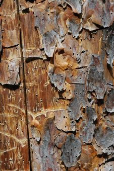 Pine Plank Stock Photo Pine Plank Stock Photo