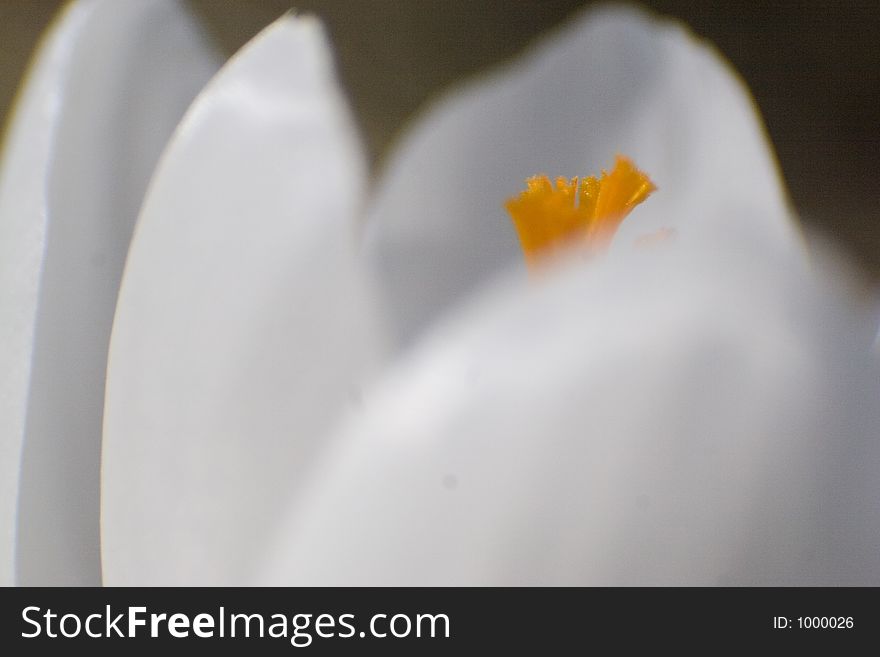 A macro of a white crocus.