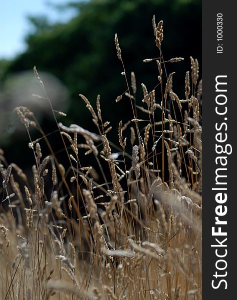 Wispy Stems of Wild Grass