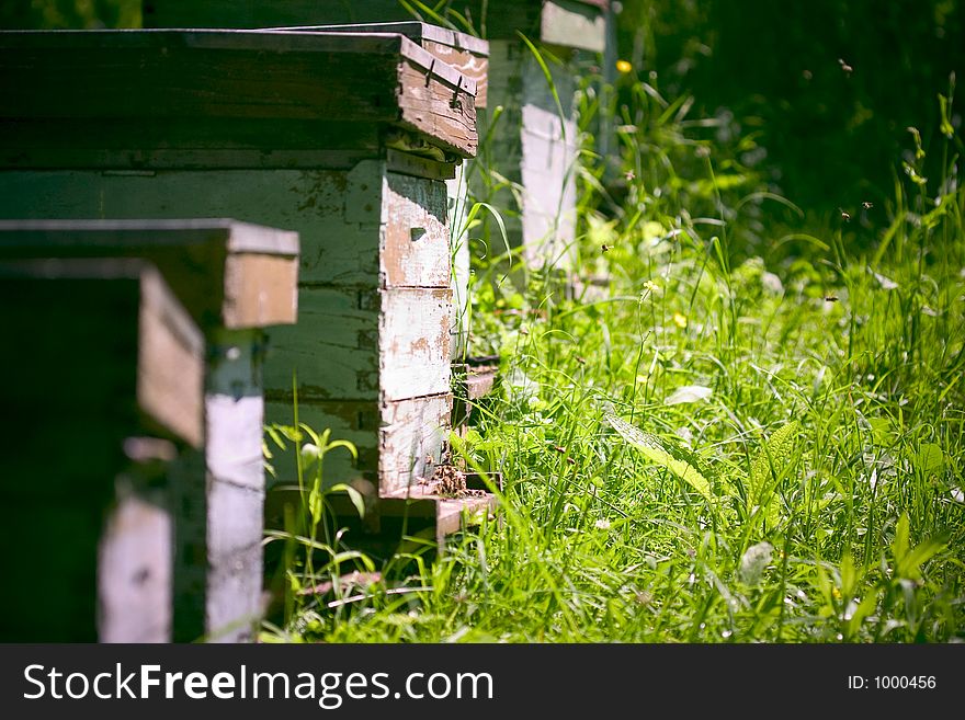 Group of bee hives in a green, early summer garden. Group of bee hives in a green, early summer garden