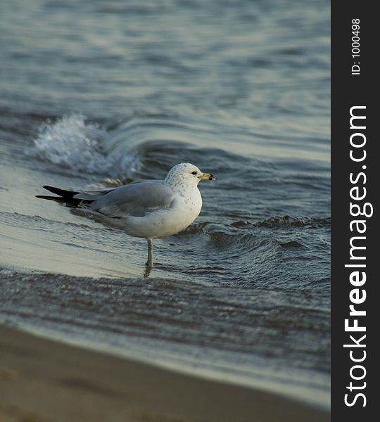 Bird Enjoying the Waves Coming In. Bird Enjoying the Waves Coming In