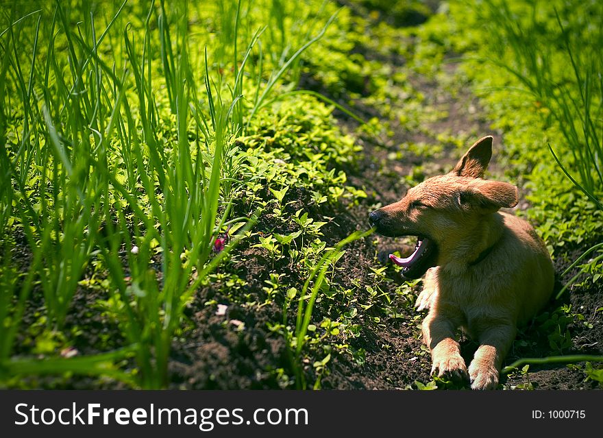 Tired little puppy rests in the garden after an adventurous day. Tired little puppy rests in the garden after an adventurous day