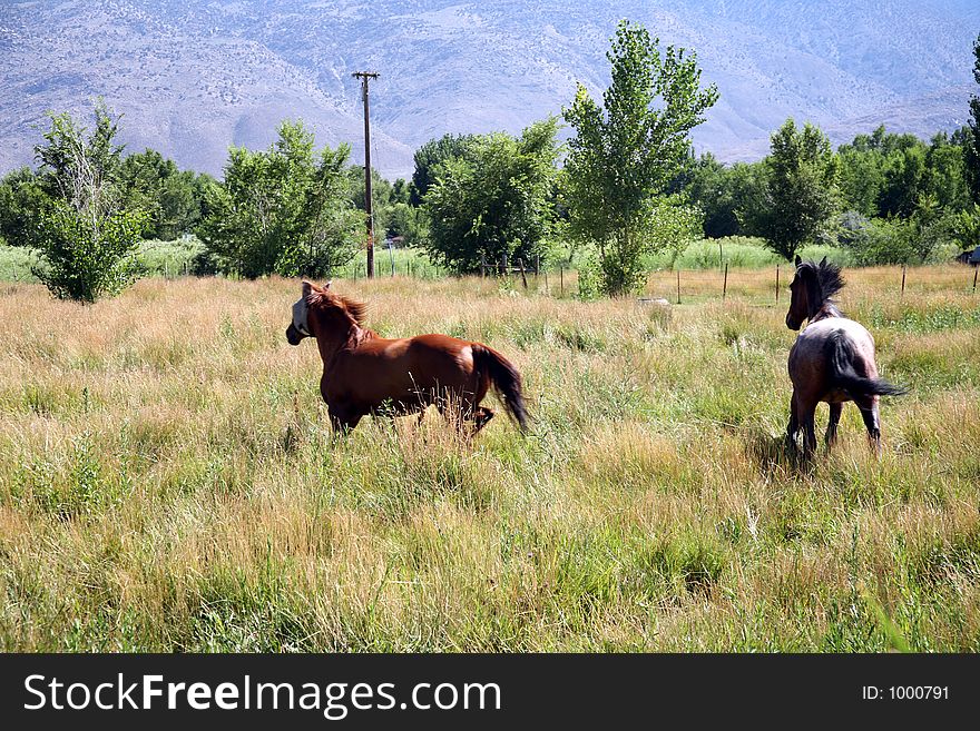 Spooked Horses