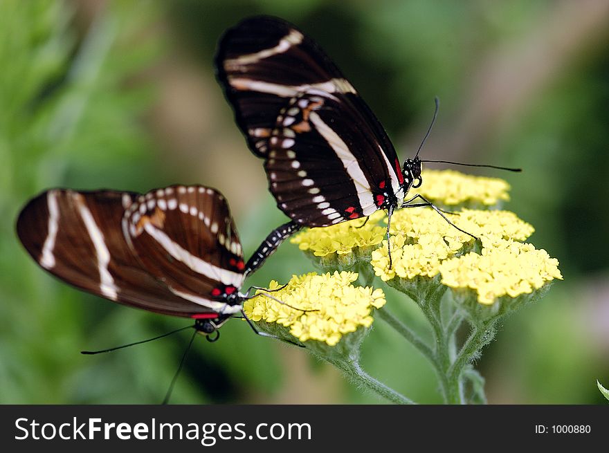 Zibra colored butterflies