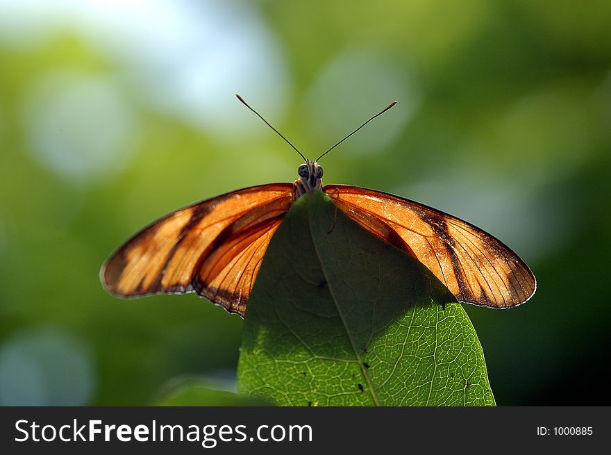 Butterfly Landing On A Leaf