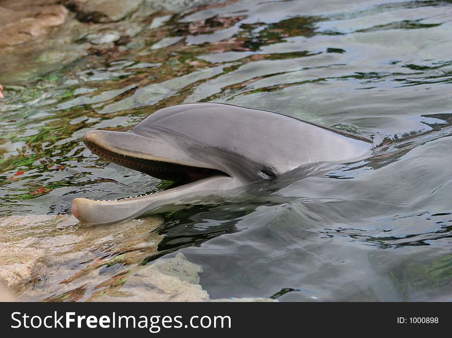 Pacific Bottle-Nosed Dolphin. Pacific Bottle-Nosed Dolphin