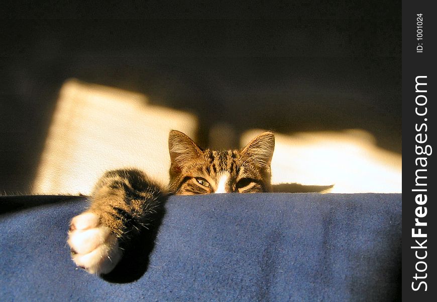 This cat watches from on top of couch. This cat watches from on top of couch