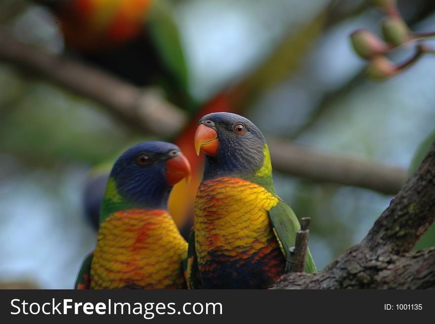 Pair Of Lorikeets