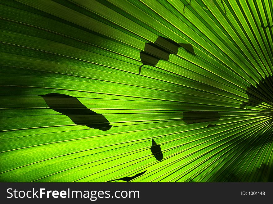 Leaves falling on palm leaf