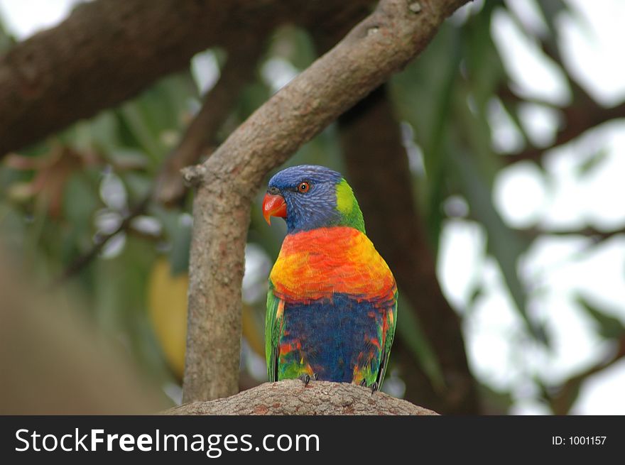 Rainbow lorikeet