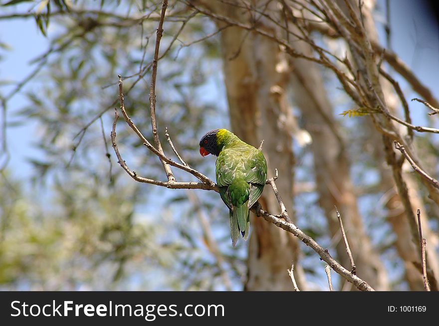 Rainbow Lorikeet