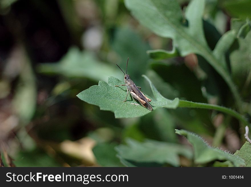 Grasshopper on leaf