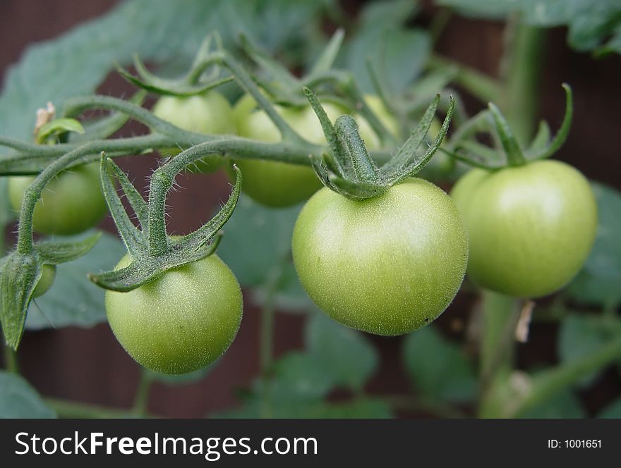 Unripened green tomatoes on the vine