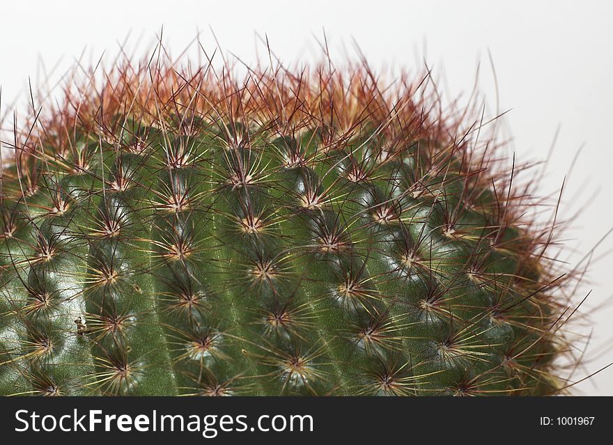 Spikes on top of round cactus look like punk hair. Spikes on top of round cactus look like punk hair