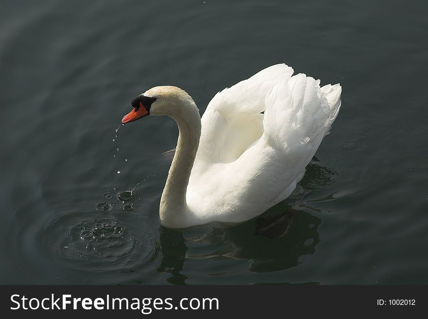 Swan drinks from water