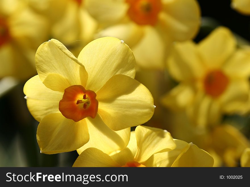 Closeup picture of a yellow flower. Closeup picture of a yellow flower