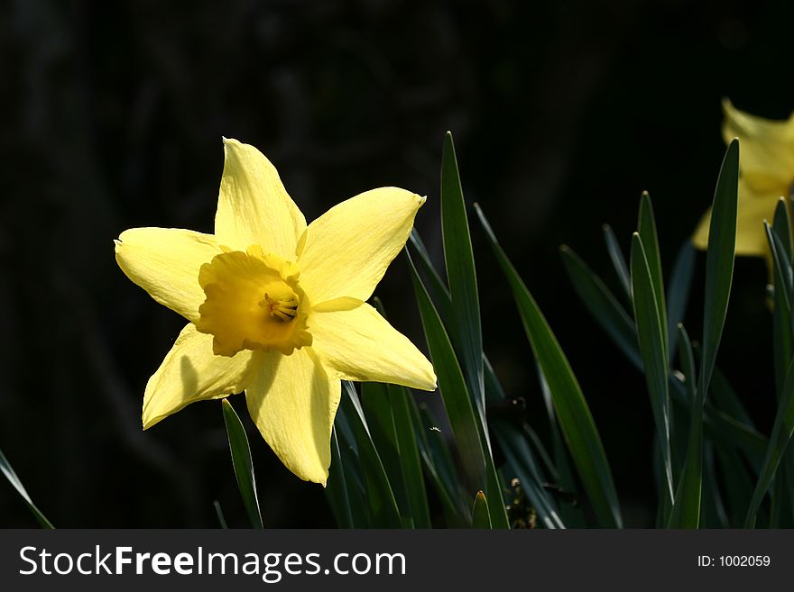 Closeup picture of a yellow flower. Closeup picture of a yellow flower