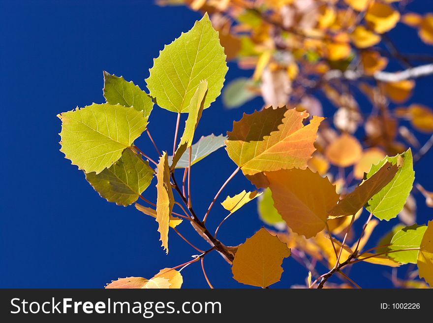 Colorful birch leaves over deep blue sky