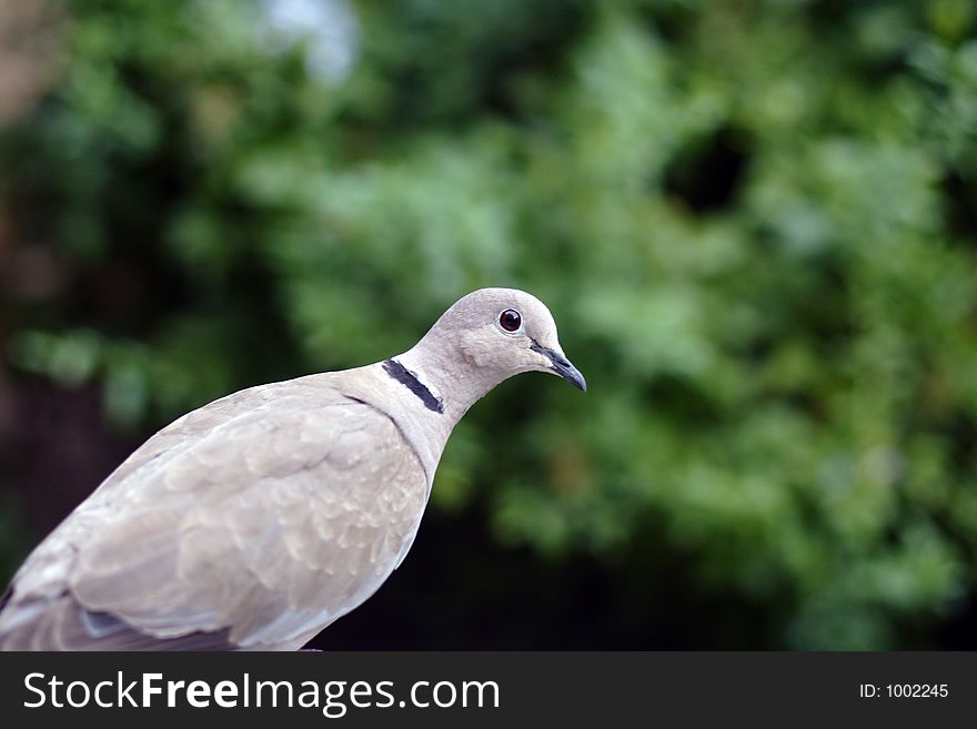 Grey dove with green foliage in the background