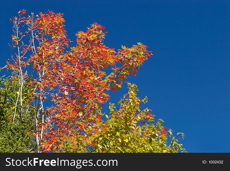 Maple tree against blue sky