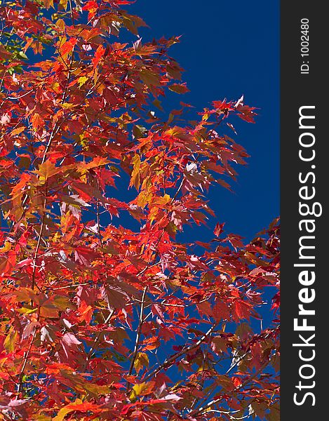 Maple tree against blue sky