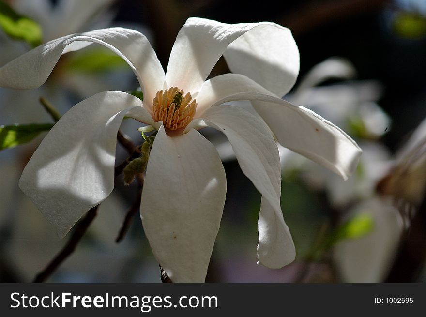 White magnolia. White magnolia