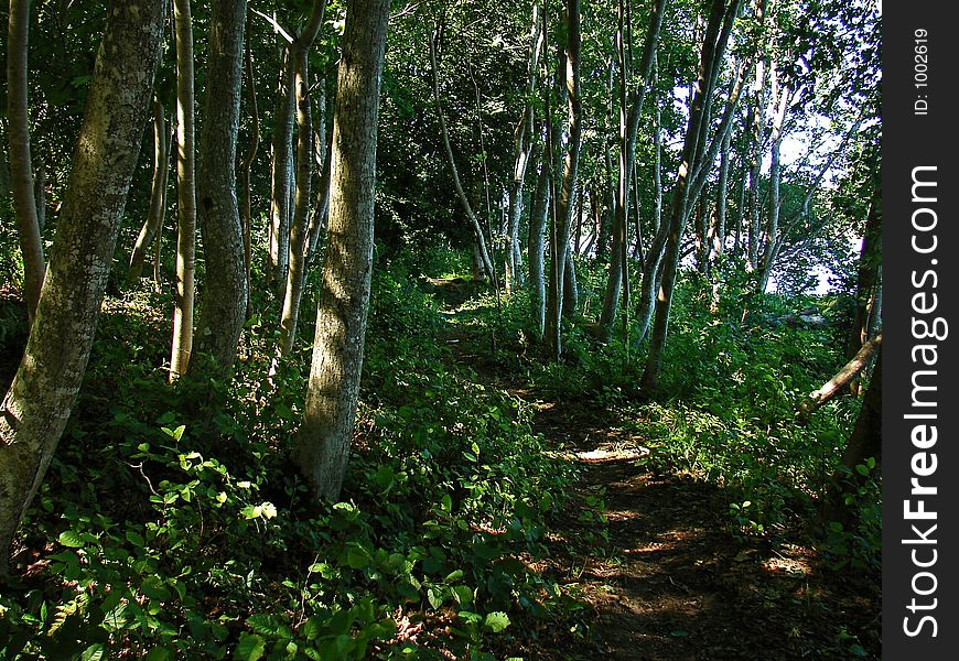 Among the trees. Among the trees