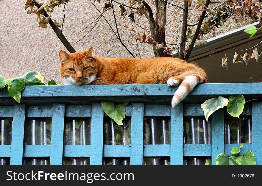 Cat reclining atop blue fencing. Cat reclining atop blue fencing