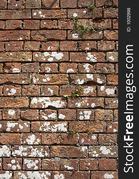 Old weathered red brick wall with plants and lichen growing on it, dartmouth devon england uk taken in july 2006