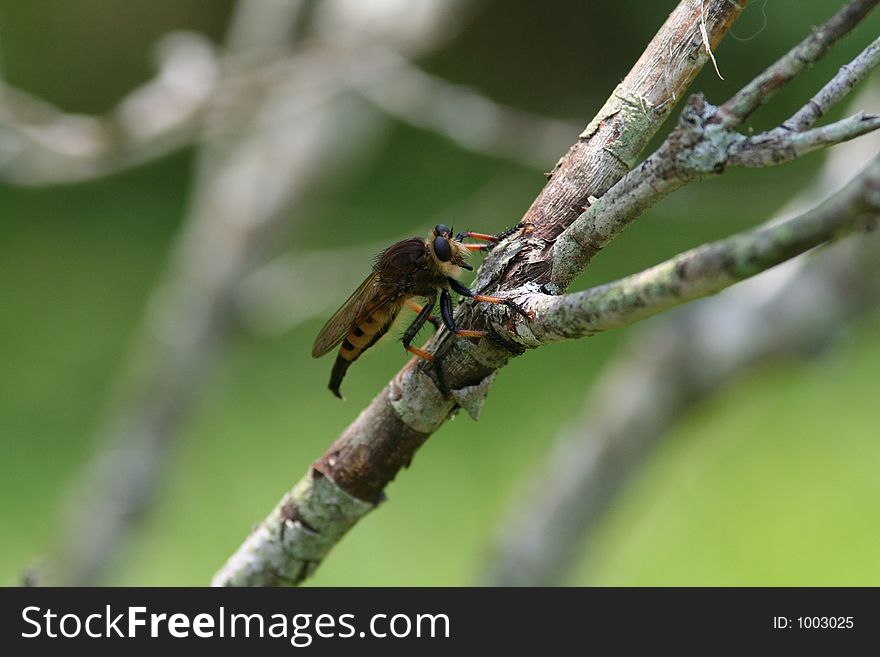 Robber fly on branch of lilac bush