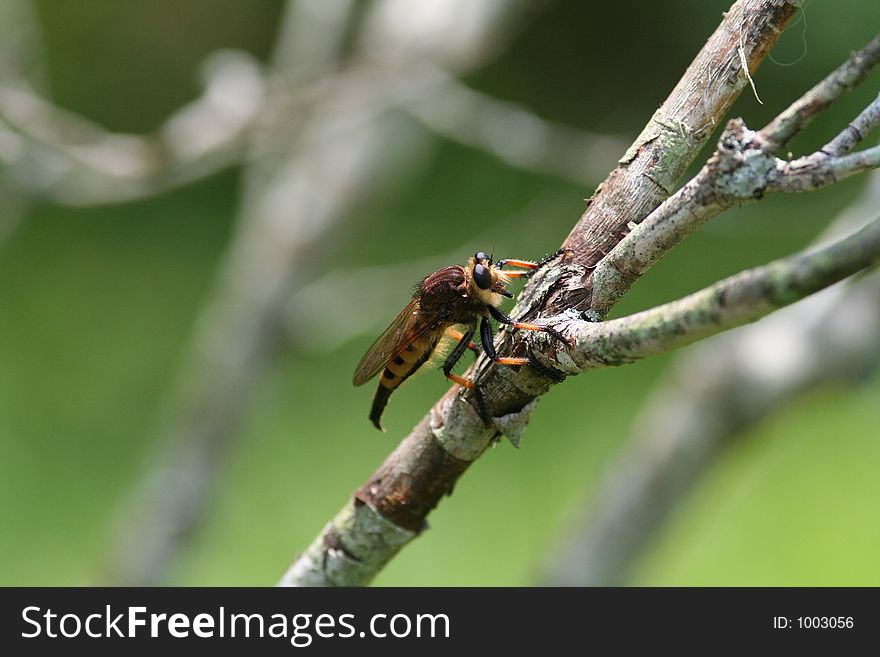 Robber fly on branch of lilac bush
