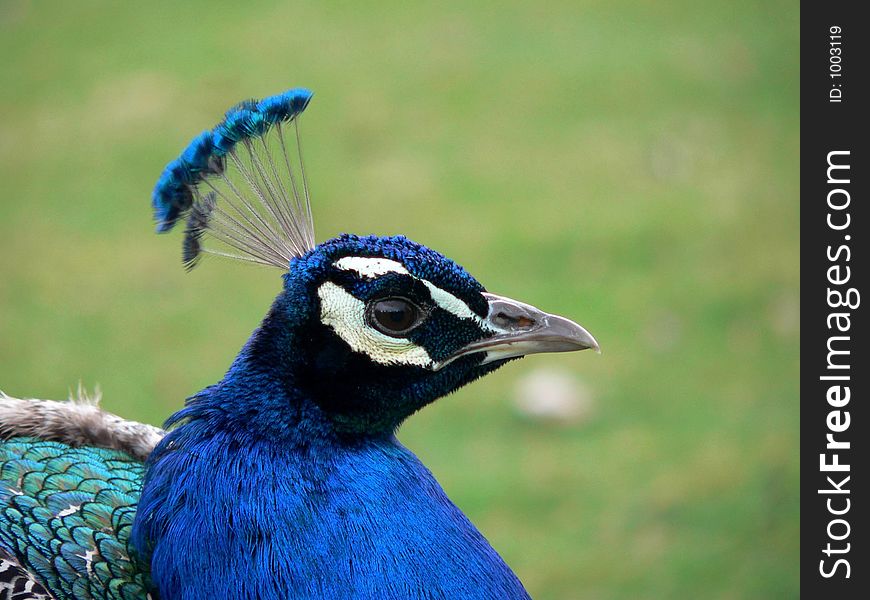 Colourful peacocks head.