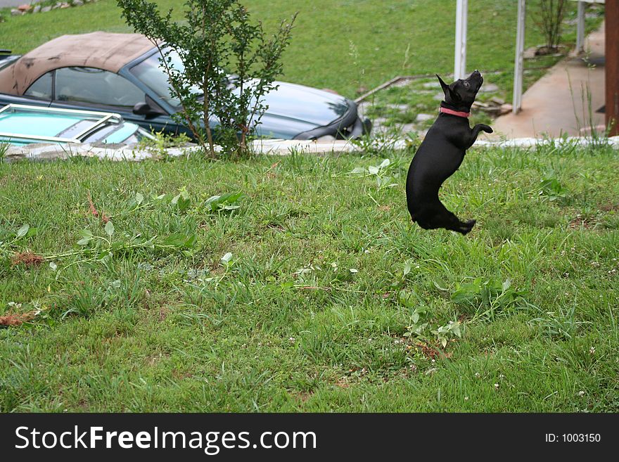 Dog chasing weeds as they are thrown from garden