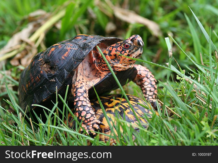 Turtles mating