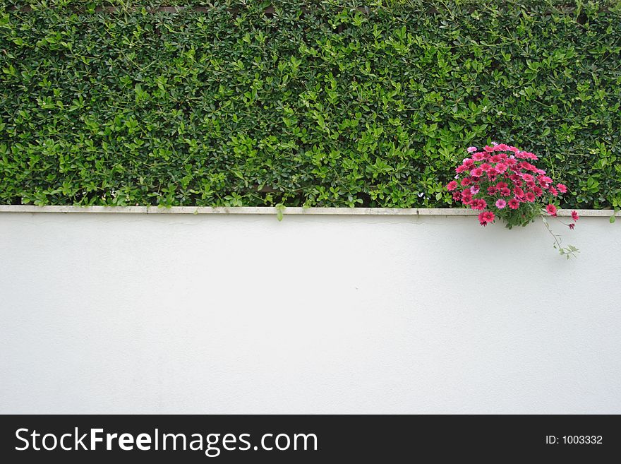 Green wall with magenta spot. Green wall with magenta spot