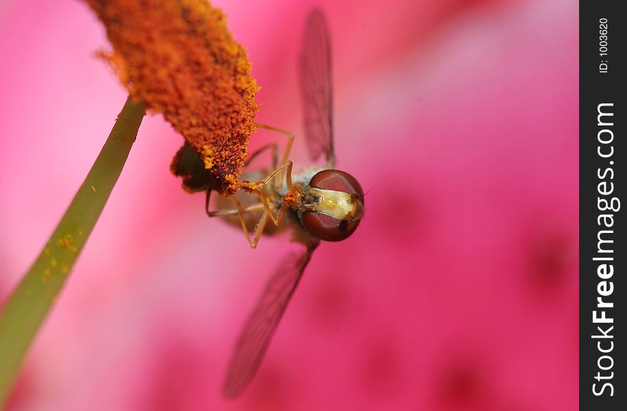 Close up of a Hoverfly feeding on lily pollen. View from front. Close up of a Hoverfly feeding on lily pollen. View from front