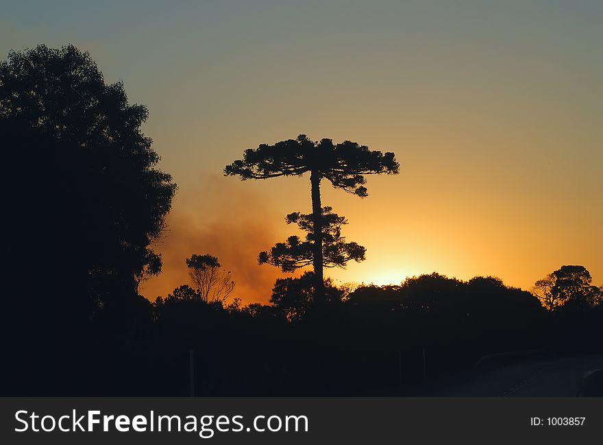 Tree silhouette