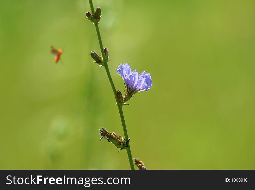 A picture of bug flying by a chicory flower