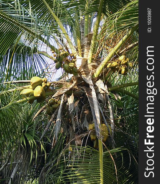 Top of coconut palm tree
