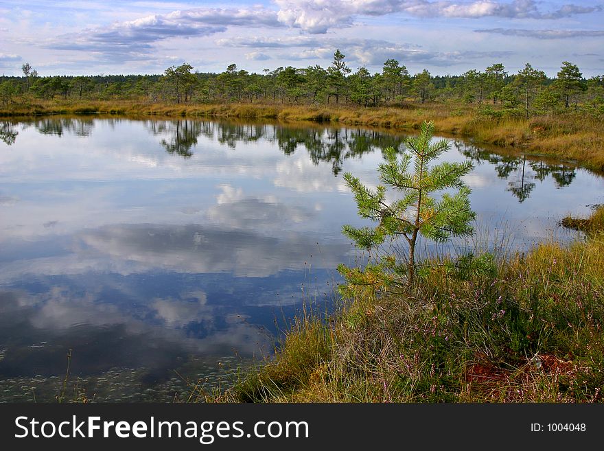 Young pine on a marsh
