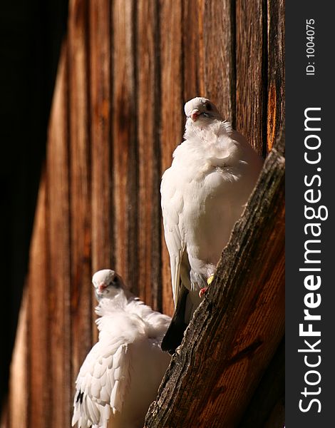 A couple of white pigeons. A couple of white pigeons