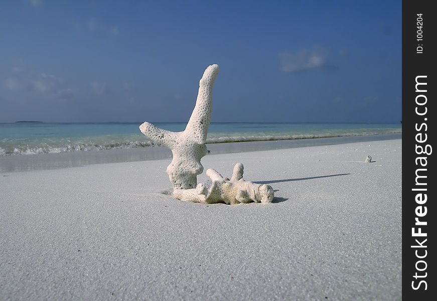 Piece of white coral beside ocean