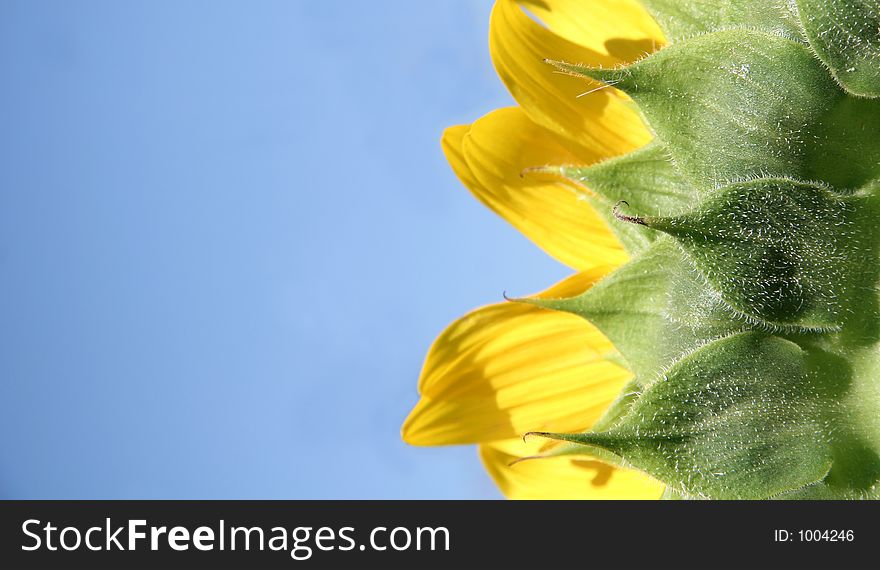 Back Of A Sunflower